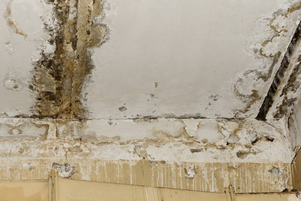 Professional Mold Prevention & Removal  in Malabar, FL